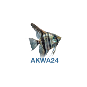 skalar akwarium AKWA24